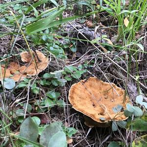 Funnel Polypore