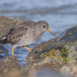 Purple Sandpiper