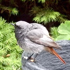 Common Redstart