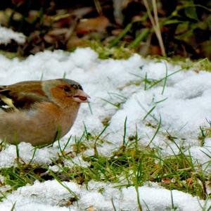 Eurasian Chaffinch