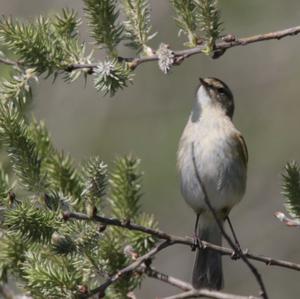 Common Chiffchaff