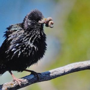 Common Starling