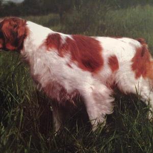 Unknown Breed