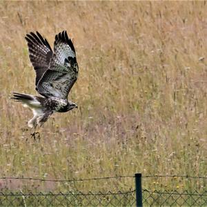 Common Buzzard