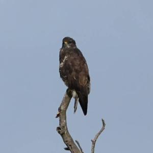 Common Buzzard