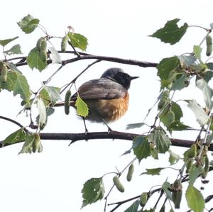 Common Redstart