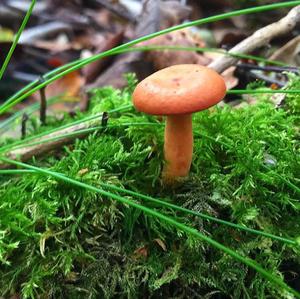 Poison Paxillus