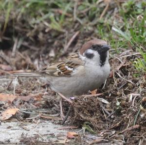 Eurasian Tree Sparrow