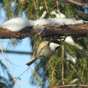 Black-capped Chickadee