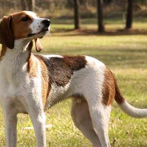 American English Coonhound