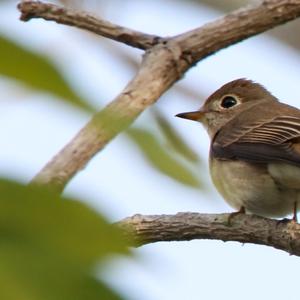 Asian Brown Flycatcher