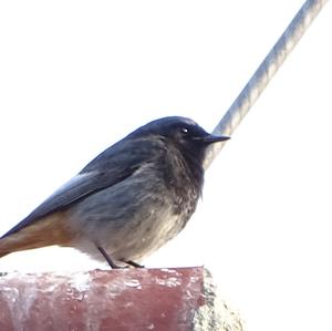 Black Redstart