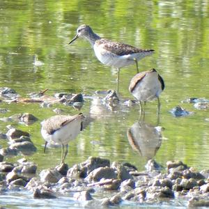 Wood Sandpiper