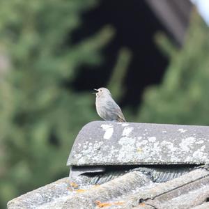 Black Redstart