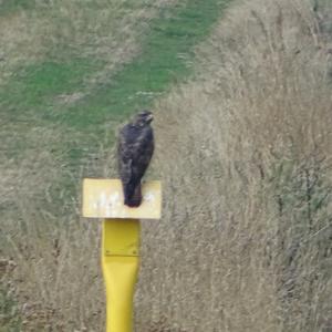 Common Buzzard