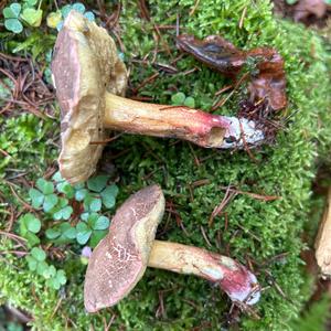 Red-cracked Bolete