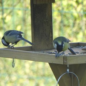 Great Tit