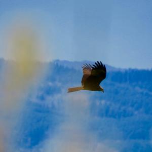 Black Kite