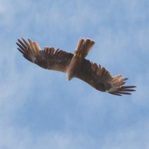 Red Kite