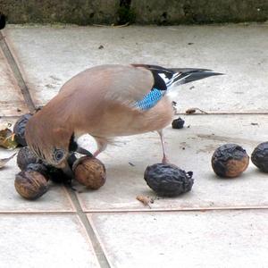 Eurasian Jay