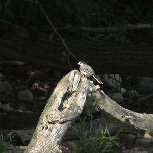 White Wagtail