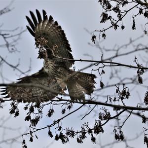 Mäusebussard