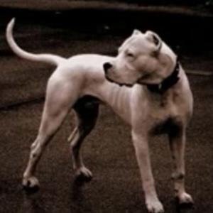 Unknown Breed