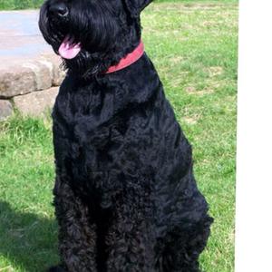 Black Russian Terrier