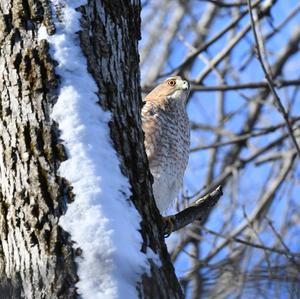 Eurasian Sparrowhawk