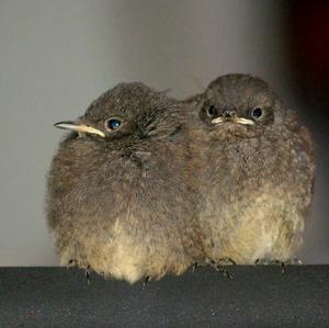 Black Redstart