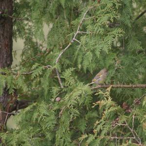 European Greenfinch