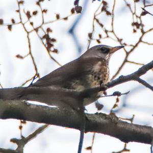 Fieldfare