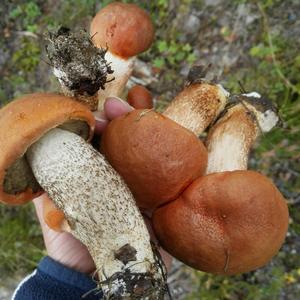 Orange Birch Bolete