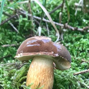 Bay Bolete