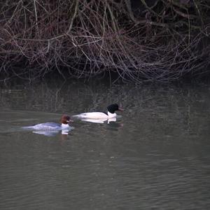 Common Merganser