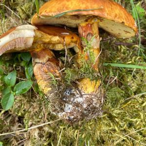 Larch Suillus