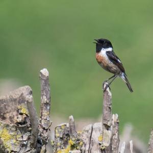 European stonechat