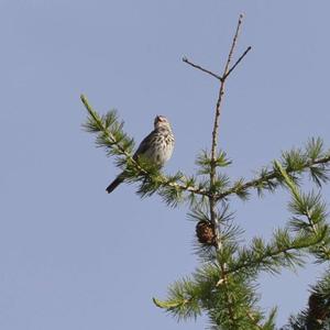 Tree Pipit