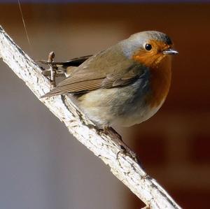 European Robin