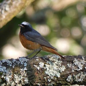 Common Redstart