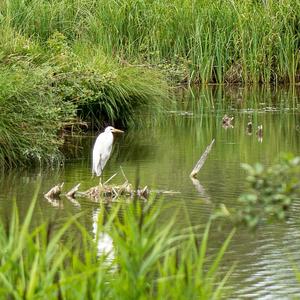 Great Egret