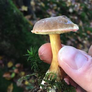 Red-cracked Bolete