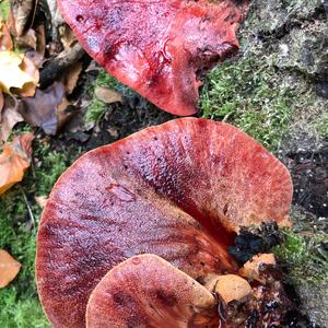 Beefsteak Polypore