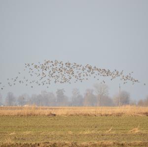 Kampfläufer