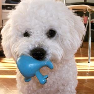 Bichon Frise