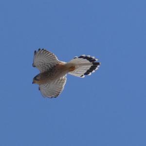 Common Kestrel