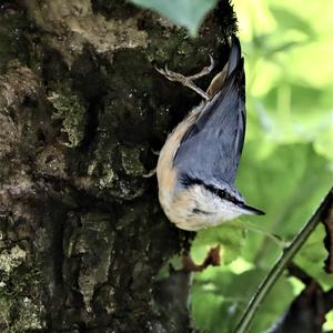 Wood Nuthatch