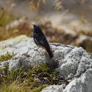 Black Redstart