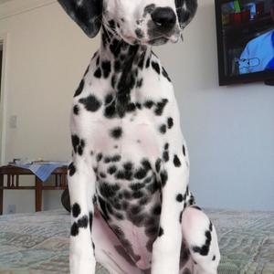 Unknown Breed