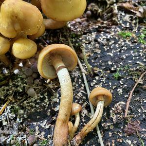 Changing Pholiota